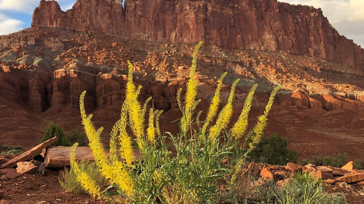 A landscape photo of Capitol Reef National Park