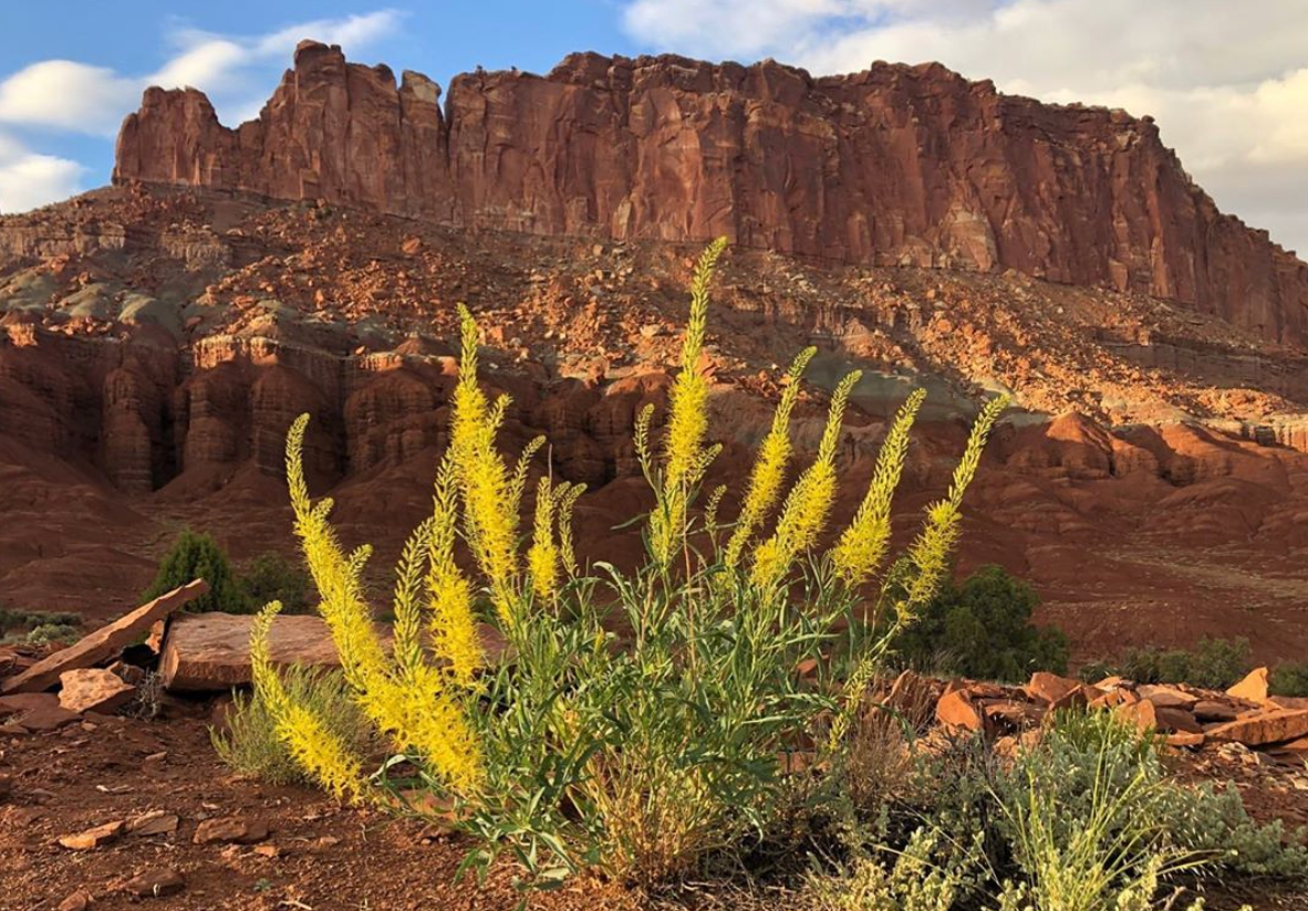 A landscape photo of Capitol Reef National Park